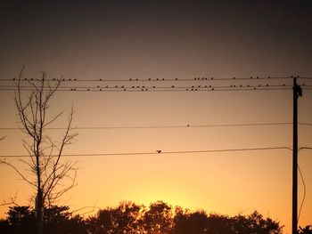 Low angle view of birds perching on power line