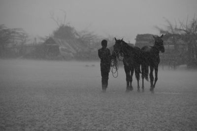 View of two horses on field