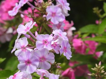 Close-up of pink flowering plant