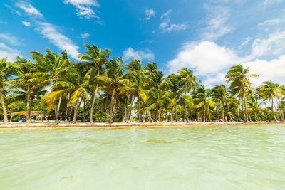 Palm trees by swimming pool against sky