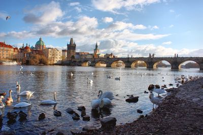 Flock of swans on bridge over river in city against sky