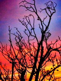 Low angle view of bare tree against sky at sunset