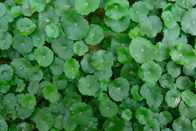 Full frame shot of fresh green leaves