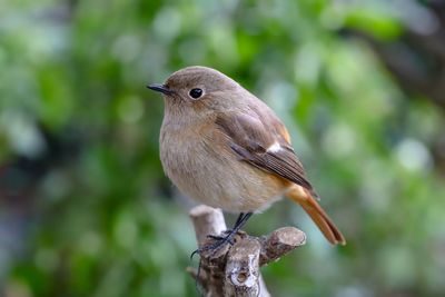 Close-up of bird perching on branch