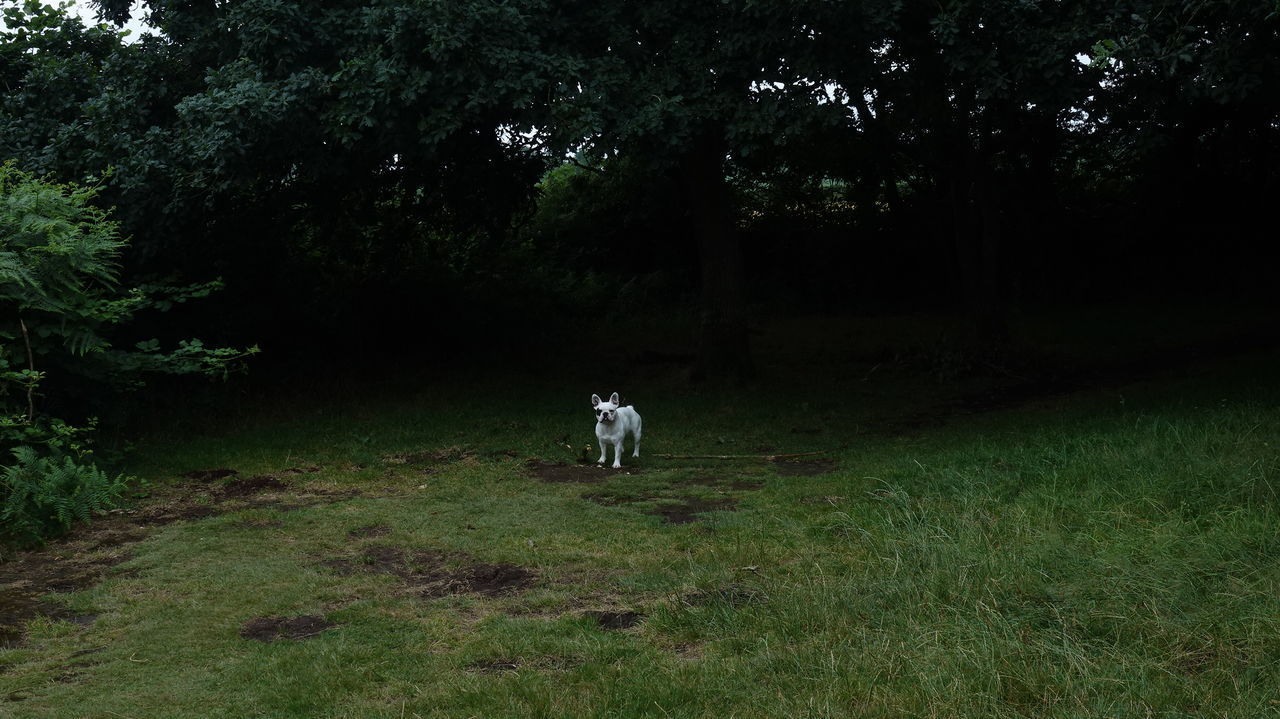 DOG ON FIELD BY TREE