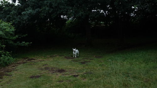 Dog on field