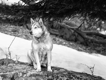 Close-up of dog sitting on tree