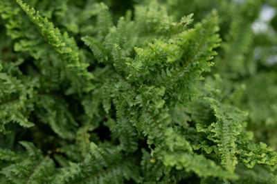 Christmas trees green branches close-up. needles, spruce, nature.