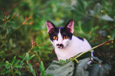 Portrait of kitten