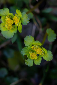 Close-up of yellow flowering plant