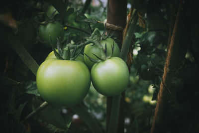 Close-up of fruits growing on tree