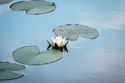 Beautiful white lotus, water plant in a pond. background for meditation with copy space.