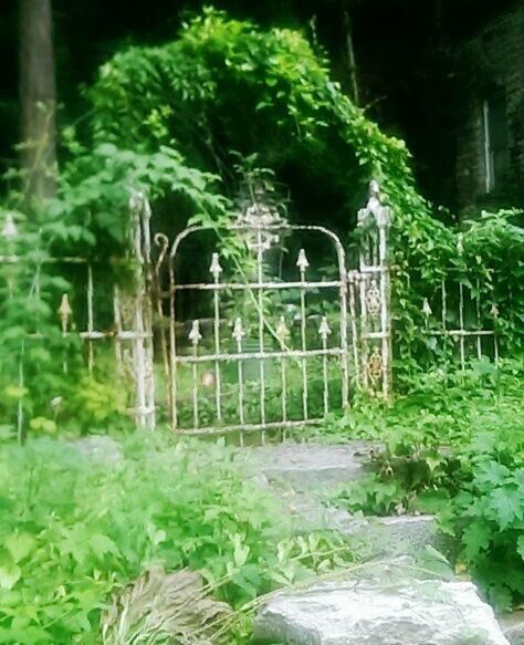 green color, plant, growth, built structure, architecture, leaf, nature, front or back yard, outdoors, tree, day, no people, fence, ivy, potted plant, green, building exterior, house, growing, gate