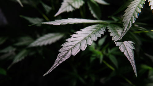 Close-up of leaves against blurred background