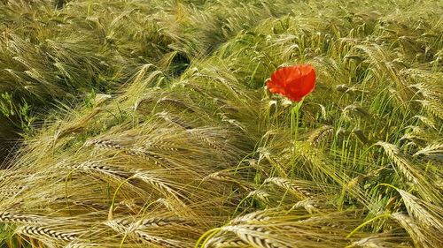 Red poppy in field