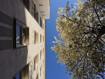 Low angle view of tree against clear sky