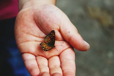 Cropped hand holding butterfly
