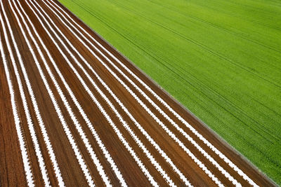 High angle view of agricultural field