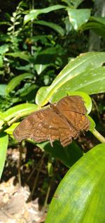 Close-up of butterfly on leaves