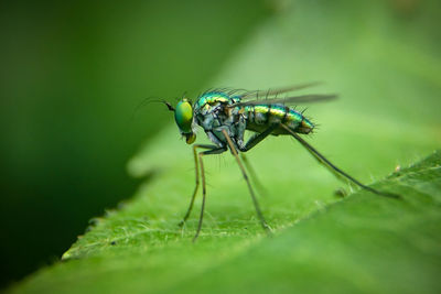 Close-up of fly on leaf