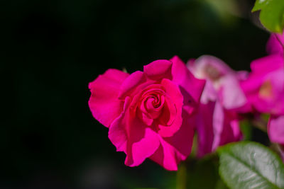 Close-up of pink rose