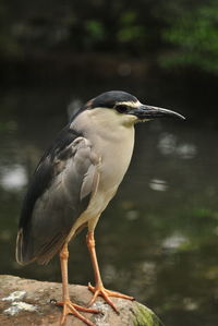 Close-up of a bird