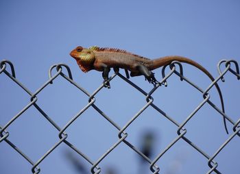 Low angle view of lizard against clear sky