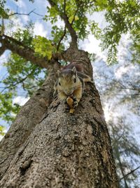 Low angle view of squirrel on tree