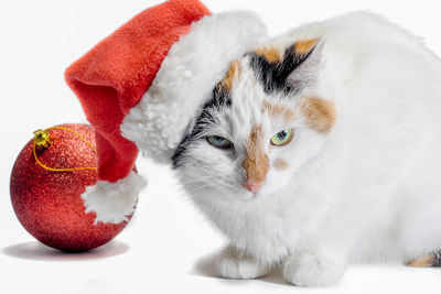 Close-up of cat on snow