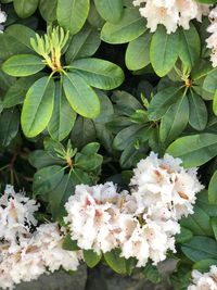 Close-up of white flowering plant