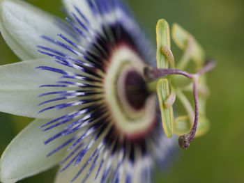 Close-up of purple flowering plant