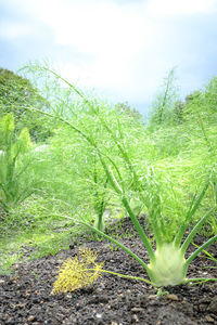 plant
