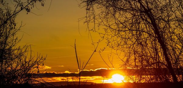 Silhouette trees against orange sky