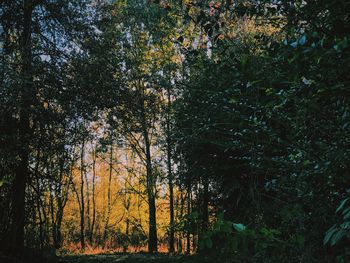 Trees in forest during autumn