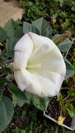 Close-up of white flower