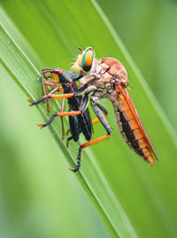 Close-up of insect on leaf