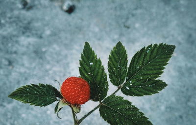 Close-up of red berries on snow