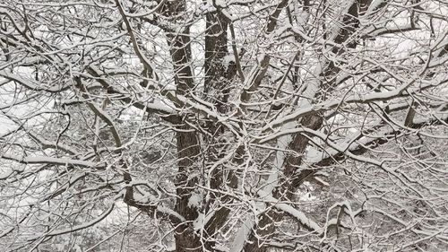 Full frame shot of bare trees during winter