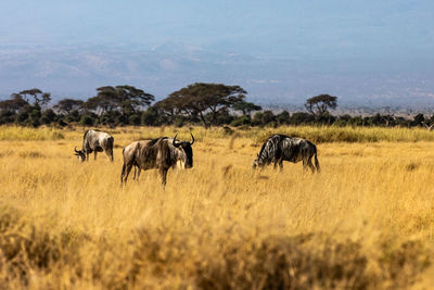 Horse grazing on field