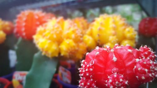 Close-up of colorful flowers