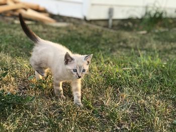 Cat standing in a field