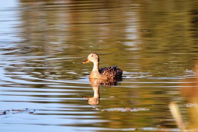 Mallard duck swimming in lake