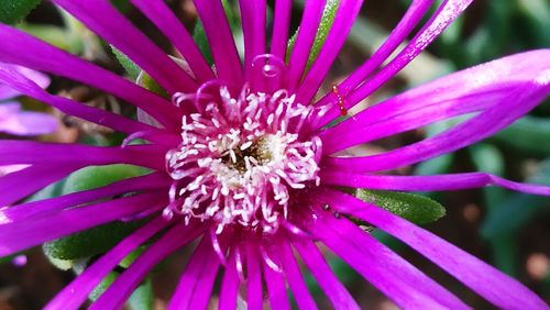 Close-up of purple flower blooming outdoors