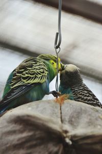 Low angle view of two birds perching