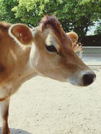 Close-up of horse on field