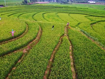 Aerial panorama of agrarian rice fields landscape like a terraced rice fields ubud bali indonesia