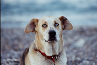 Close-up portrait of dog sticking out tongue outdoors