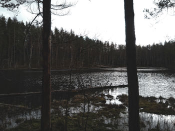 Scenic view of lake in forest against sky