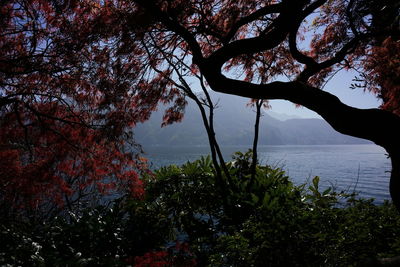 Trees by sea against sky