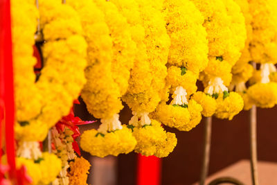 Close-up of yellow flowers hanging on plant for sale